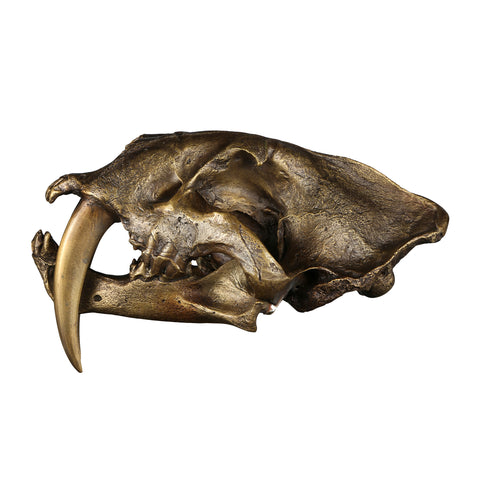 Saber-toothed tiger Skull