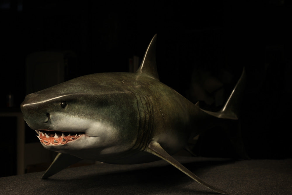 邦楽 GREAT WHITE SHARK ROCK / SWAMP RATZ Amazon.co.jp: Great White Shark Rock : Swamp Ratz: デジタル