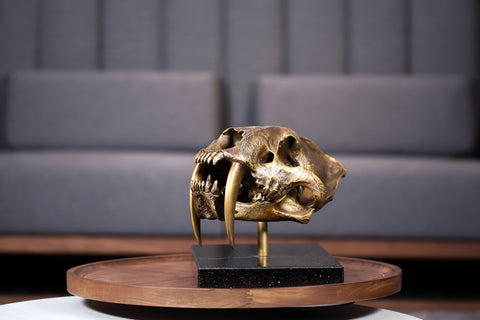 Saber-toothed tiger Skull